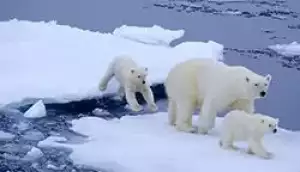 Kratak opis polarne medvjeda
