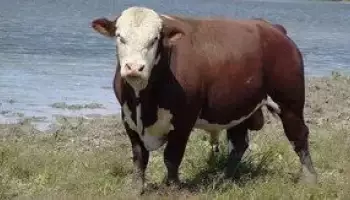 Kazahstan, belogol pasmina krava