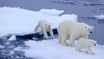 Kratak opis polarne medvjeda